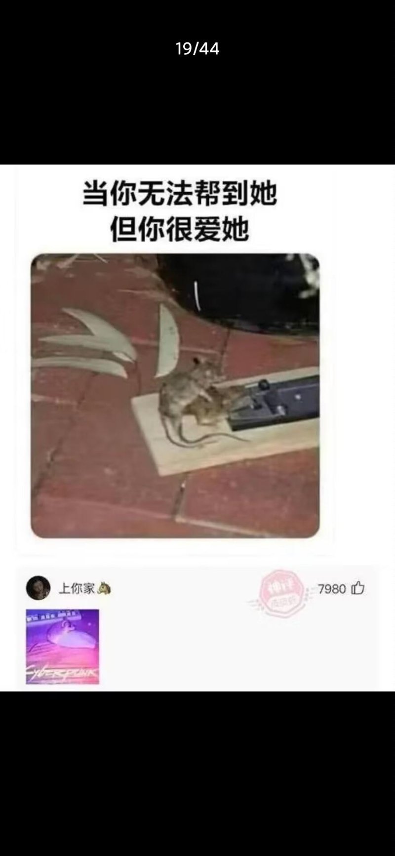 老鼠