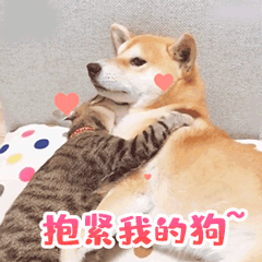 柴犬和猫咪相拥的暖心动图