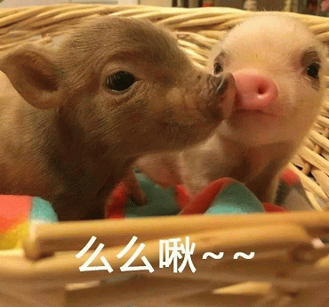 两只小猪亲昵么么啾的可爱瞬间