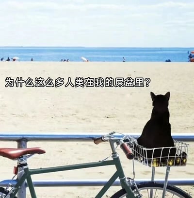 图片中一只黑猫正坐在自行车前篮里，背对着镜头望向远处的海滩。海滩上有许多游客在活动，而图片上方的文字“为什么这么多人类在我的屎盆里？”以猫咪的视角将广阔的沙滩幽默地比作自己的猫砂盆，形成强烈的反差萌和喜剧效果。