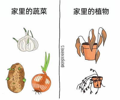 这是一幅左右分栏对比的卡通漫画，通过强烈的反差感制造趣味：左侧标题为“家里的蔬菜”，展示了三颗被存放起来的蔬菜，包括长出绿芽的大蒜、表面萌发多个绿芽的土豆、长出嫩绿长芽的洋葱，这些原本作为食材的蔬菜在无人刻意照料的情况下，自发长出新芽，充满旺盛的生命力；右侧标题为“家里的植物”，展示了两盆被专门养护的盆栽，上方盆栽的叶片枯黄发蔫、全部垂落，下方盆栽的枝叶完全干枯下垂，毫无生机，与左侧蔬菜的生命力形成鲜明对比，调侃了许多人精心养护的盆栽难以存活，反而被放置的蔬菜生命力顽强的生活趣事。