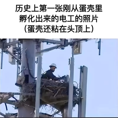 这张梗图由一张真实的高空作业照片改编而成。图片上方配有文字：'历史上第一张刚从蛋壳里孵化出来的电工的照片 (蛋壳还粘在头顶上)'。照片中一名电工戴着安全帽，正在高高的通讯塔上工作，巧合的是他周围的结构和材料看起来像一个鸟巢，头顶上似乎还有类似蛋壳的碎片，形成了有趣的视觉双关。