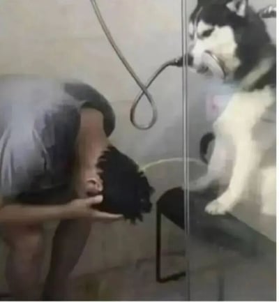 浴室场景中，一名穿着灰色衣服的人弯腰低头，双手扶着头似乎在洗头。旁边的玻璃淋浴门内，一只哈士奇站立在边缘，用嘴紧紧叼着淋浴花洒的软管，眼神严肃地注视着正在洗澡的人，仿佛在认真“监工”或“帮忙”。画面充满生活气息与趣味性，展现了宠物与主人之间的搞笑互动瞬间。