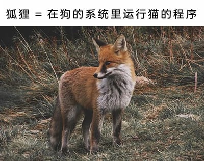 这是一张充满趣味的图文梗图，画面主体是一只真实的赤狐，它站立在枯黄混杂着绿草的地面上，红棕色的躯干、灰白色的胸颈部和带有深浅斑纹的尾巴十分显眼，狐狸侧头看向画面左侧，眼神警惕，姿态沉稳。图片顶部配有创意文字“狐狸 = 在狗的系统里运行猫的程序”，用拟人化的科技类比喻，调侃狐狸兼具狗的外形框架与猫的灵动狡黠气质，将动物特征以幽默的程序运行说法来表达，契合网络梗图的轻松诙谐风格，容易引发网友的趣味共鸣。
