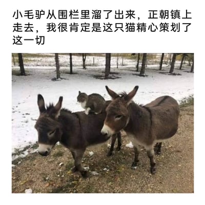 这是一张充满趣味的实拍图，场景是带有残雪的户外泥土地，两只小毛驴站在地面上，左侧的小毛驴神态慵懒半眯着眼，右侧的小毛驴神态平静。一只狸花猫淡定地趴在左侧小毛驴的背上，仿佛在‘指挥’着什么。图片上方配有脑洞大开的文字：‘小毛驴从围栏里溜了出来，正朝镇上走去，我很肯定是这只猫精心策划了这一切’，用拟人的手法将猫塑造成小毛驴出逃的幕后策划者，让普通的动物互动场景变得诙谐搞笑，充满创意。