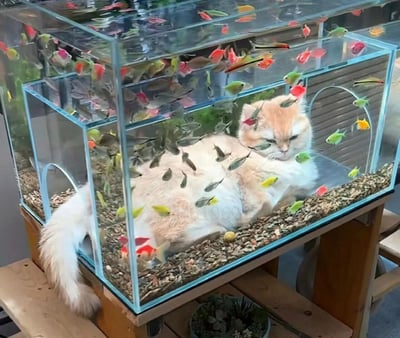 这是一张经过创意合成的趣味图片，一只橘白相间的长毛猫慵懒地躺在铺有碎石底砂的透明鱼缸内部，猫咪眼皮半耷拉着，表情无奈又恹恹的，似乎对周遭的小鱼毫不在意。大量色彩各异的小型观赏鱼在鱼缸空间内以及猫咪的身体周围穿梭游动，鱼缸还带有一个小型内套结构，整体画面将猫咪喜爱关注鱼缸的习性用夸张的方式呈现，充满反差感与趣味性。