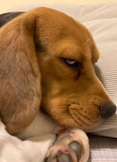 一张比格犬的特写照片，狗狗趴在带有纹理的浅色枕头上，棕色的毛发柔软蓬松，耷拉着大耳朵。它眯着一只眼睛，表情看起来有些不爽和慵懒，正将一只爪子含在嘴里，整体画面展现出宠物放松又带点小脾气的可爱瞬间。