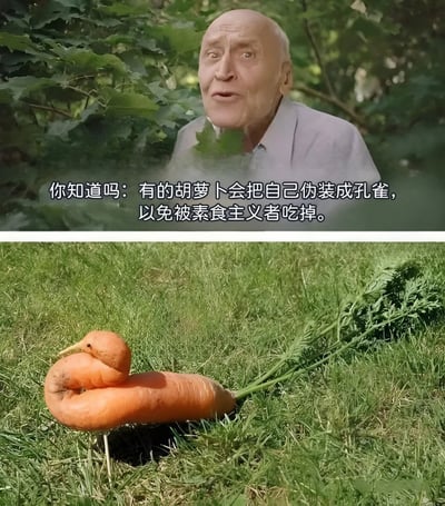 上图为一位表情惊讶的老人站在绿植前，配文'你知道吗：有的胡萝卜会把自己伪装成孔雀，以免被素食主义者吃掉。'；下图为一根形状酷似鸭子的胡萝卜躺在草地上。这是一个利用视觉巧合制造幽默效果的梗图，通过老人的惊讶表情和荒诞的'胡萝卜伪装'理论，配合形状奇特的胡萝卜照片，形成反差萌的搞笑效果。