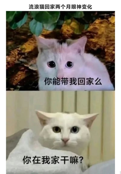 这是一张上下对比图，展示了流浪猫被收养两个月后的眼神变化。上图中，猫咪在户外环境中，眼神胆怯，配文“你能带我回家么”；下图中，同一只猫咪在室内环境中，眼神变得自信甚至有些傲慢，配文“你在我家干嘛?”。通过这种强烈的反差，幽默地表现了宠物在被收养后获得安全感和归属感的变化过程。