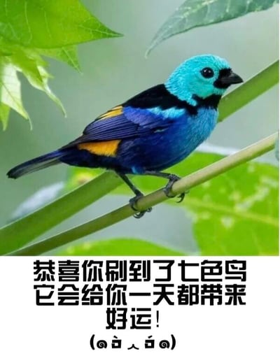 图片上半部分是一只色彩鲜艳的鸟，头部呈亮蓝色，颈部为黑色，身体主要为深蓝色，翅膀带有黄色斑块，正栖息在绿色的树枝上，周围有几片绿叶衬托。下半部分配有黑色文字：“恭喜你刷到了七色鸟 它会给你一天都带来好运！(๑•̀ㅂ•́)و✧”，整体传达出吉祥祝福的氛围。