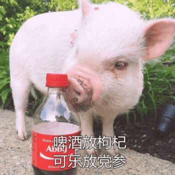 养生朋克新境界：小猪喝可乐配党参