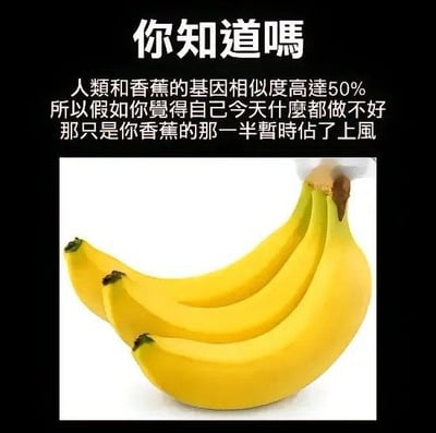 这是一张图文结合的搞笑梗图，上方文字先抛出「人类和香蕉的基因相似度高达50%」的冷知识，接着用无厘头的逻辑调侃：如果觉得自己今天诸事不顺、什么都做不好，那是因为身体里「香蕉的那一半基因暂时占了上风」，为状态不佳找了个荒诞又有趣的台阶；下方搭配一串新鲜黄色香蕉的实拍图，呼应文字里的玩梗内容，整体风格轻松诙谐，适合用来吐槽自己摸鱼、状态低迷的时刻。
