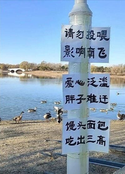 一张拍摄于湖边的照片，展示了一根柱子上贴着三张手写的趣味警示牌。照片背景是平静的湖面，湖中有许多鸭子或天鹅在游动，远处可以看到一座桥和树木。三张警示牌从上到下依次写着："请勿投喂 影响南飞"、"爱心泛滥 胖子难迁"和"馒头面包 吃出三高"。这些标语用幽默诙谐的方式提醒游客不要投喂野生动物，巧妙地将人类健康问题（三高）与动物迁徙困难联系起来，既起到警示作用又不失趣味性。