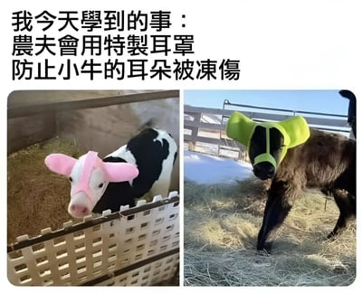 图片分为左右两部分，左侧是一只黑白花色的小牛在围栏内，戴着粉色的特制耳罩；右侧是一只棕色小牛在户外雪地环境中，戴着绿色的特制耳罩。上方配有文字说明：'我今天學到的事：農夫會用特製耳罩防止小牛的耳朵被凍傷'，展示了农民为保护小牛耳朵免受冻伤而采取的暖心措施。