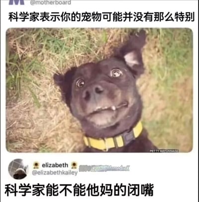 这是一张由国外社交平台内容截图创作的搞笑梗图，整体分为上下两部分。上方是科技媒体账号@motherboard发布的内容，配文“科学家表示你的宠物可能并没有那么特别”，并搭配了一张黑狗的照片：黑狗戴着黄黑相间的项圈，趴在黄绿相间的草地上，眼睛圆睁、嘴巴微张露出一颗牙齿，表情看起来震惊又带着委屈，仿佛听到这个结论后的反应。下方是社交平台用户@elizabethkailey的评论，用愤怒又直白的粗口“科学家能不能他妈的闭嘴”表达了强烈不满，精准戳中了养宠人士将自家宠物视为独一无二宝贝的心情，形成了科学结论和情感认知的搞笑反差，极易引发养宠群体的共鸣。