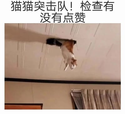 图片上方配有醒目文字“猫猫突击队！检查有没有点赞”，下方是一张实拍照片：一只三花猫咪正倒挂在室内天花板上，身体悬空，前爪微微伸展，头部朝下专注地“巡视”下方，仿佛一支执行特殊任务的“突击队”。背景可见天花板纹理、部分墙壁及窗帘一角，整体场景充满生活气息。猫咪的可爱姿态与“检查点赞”的拟人化任务形成趣味反差，营造出俏皮又幽默的氛围。
