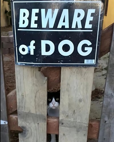 图片中展示了一个黑色的警告牌，上面用白色大写字母写着“BEWARE of DOG”（警告有狗）。牌子被固定在两根木板之间，而木板的缝隙中却探出一只猫的脑袋，猫的眼睛睁大，表情平静地看着镜头。这种“警告有狗却出现猫”的反差场景产生了幽默效果。