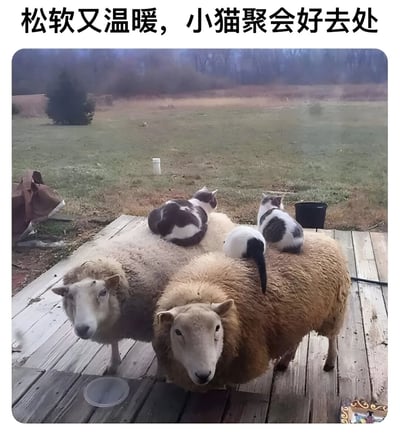 图片展示了两只绵羊站在木制平台上，背上趴着三只小猫的温馨场景。背景是开阔的草地和树木，营造出自然的乡村氛围。图片上方配有文字'松软又温暖，小猫聚会好去处'，幽默地将绵羊的背部比作小猫们舒适的聚会场所，突出了画面的可爱与趣味性。