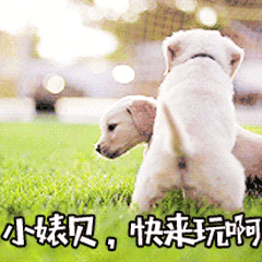 白色幼犬
