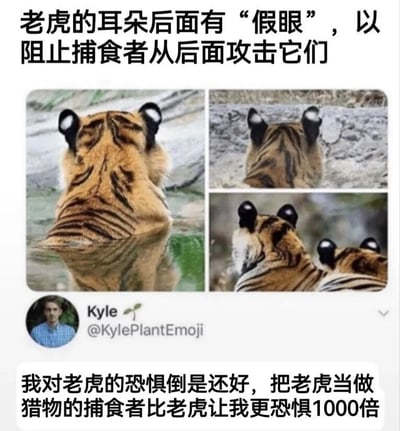 图片上方配有文字“老虎的耳朵后面有‘假眼’，以阻止捕食者从后面攻击它们”，下方拼接了三张老虎背部特写照片，清晰展示其双耳后方黑色圆形斑纹，形似眼睛。底部附有网友评论“我对老虎的恐惧倒是还好，把老虎当做猎物的捕食者比老虎让我更恐惧1000倍”，以幽默口吻调侃老虎作为顶级掠食者竟有“天敌”的反差感。