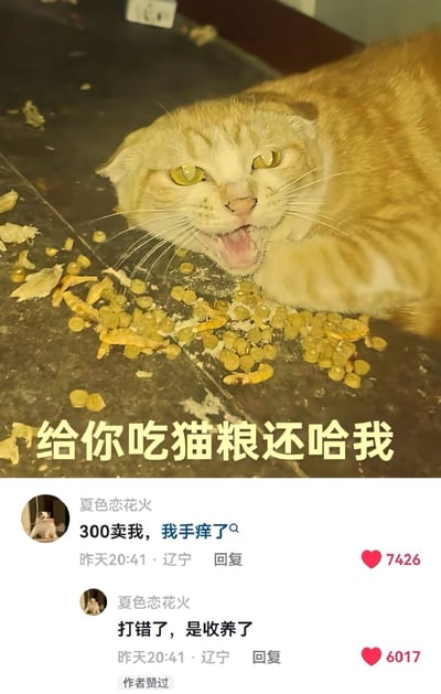 这是一张图文混排的社交内容截图，上半部分是一只橘色虎斑猫趴在撒有猫粮、玉米碎屑的深色地面上，瞪大双眼、张嘴对着镜头哈人，配黄色醒目文字“给你吃猫粮还哈我”；下半部分是社交平台评论区，用户“夏色恋花火”先发布评论称“300卖我，我手痒了”，很快又补发同IP评论纠正说“打错了，是收养了”，两条评论分别获得7426和6017个点赞，原本带有粗暴意味的表述和充满善意的“收养”形成极强反差，趣味性拉满。