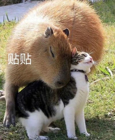 图片中一只棕色水豚正将头部温柔地依偎在一只黑白相间的猫咪背上，猫咪仰头眯眼，表情愉悦放松。背景是绿色的草地，左侧有白色文字“贴贴”，整体呈现出温馨治愈的萌宠互动场景。