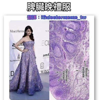 图片左侧是一位女性穿着紫色亮片晚礼服站在红毯上，右侧是脾脏组织的显微镜照片，两者在纹理和颜色上有惊人的相似之处。图片通过这种创意对比制造幽默效果，标题"脾臟晚禮服"直接点明了这种视觉联想。
