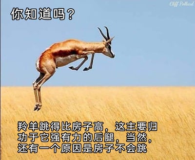 这是一张由实拍照片改编而成的趣味梗图，画面背景是非洲草原的金黄色草地与浅蓝色天空，主体是一只正腾空跳跃的羚羊，它四肢离地，身体呈现弯曲的跳跃姿态。图中配有两段中文文字，上方以“你知道吗？”的提问引出内容，下方文字先一本正经地给出“羚羊跳得比房子高归功于强有力的后腿”的常规解释，随后转折抛出“房子不会跳”的搞笑真相，通过冷笑话的反差感制造幽默效果。图片右上角带有摄影师Cliff Pollard的水印，整体风格轻松诙谐，用趣味化的方式呈现无厘头的冷知识。