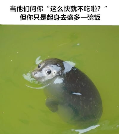 图片上方有文字："当他们问你'这么快就不吃啦?'但你只是起身去盛多一碗饭"，下方是一只在绿色水域中的海豹，它正抬头向上看，表情看起来有些无辜和呆萌。这张图通过海豹的表情和文字内容的结合，幽默地表现了人们在吃饭时起身去添饭却被误以为已经吃饱的常见生活场景。