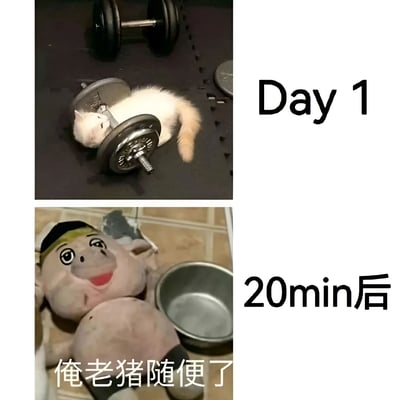 图片分为上下两部分，形成幽默对比。上半部分标注“Day 1”，一只白色带橘色尾巴的小猫蜷缩在哑铃的重量片之间，仿佛刚开始健身时充满决心的样子；下半部分标注“20min后”，一个咧嘴笑的粉色老猪玩偶瘫躺在地上，旁边放着一个空碗，下方配文“俺老猪随便了”，生动展现了健身热情在短时间内消退、放弃抵抗的真实状态，用可爱的动物和玩偶形象夸张演绎了人们常有的“三分钟热度”现象。