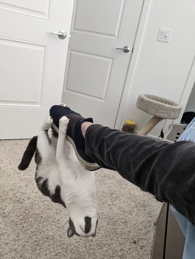 一只黑白相间的猫咪仰卧在地毯上，用两只前爪紧紧抱住主人穿着深色拖鞋的脚，主人穿着深色牛仔裤。背景中可见白色的房门、一个圆柱形猫抓板和地毯，整体场景温馨自然，展现了猫咪与主人间亲密又有趣的互动瞬间。