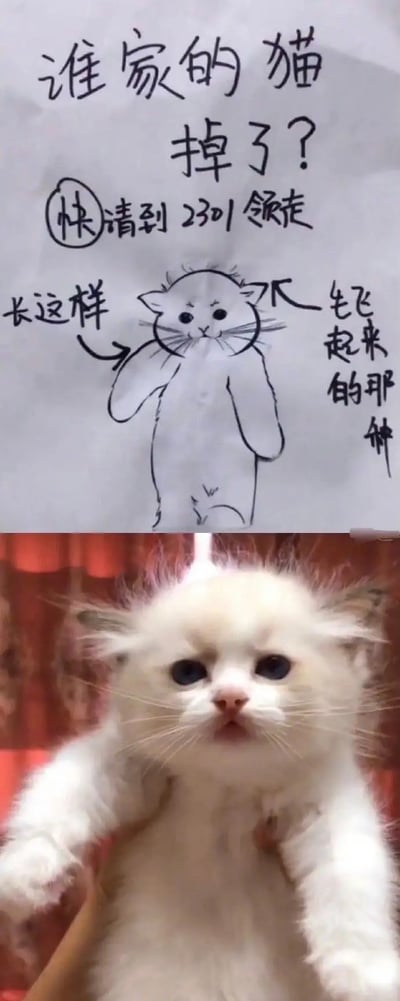 这张图分为上下两部分，上半部分是一张写有“谁家的猫丢了？快请到2301领走”的手写公告，并配有手绘猫咪的搞笑简笔画描绘，特别强调了猫咪的炸毛和可爱姿态，下半部分则是猫咪的真实照片。手绘和现实对比非常幽默，容易引发共鸣。手绘特别用箭头标注“长这样”、“飞起来的那种”，很有生活趣味。整体风格轻松，带有对典型丢猫启事的善意调侃，没有政治色彩，也没有明显谐音梗，但风格非常沙雕有趣。