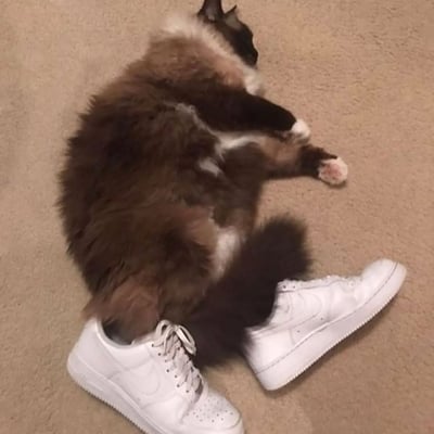 一只布偶猫仰卧在米色地毯上，将两只后腿分别伸入一双白色耐克Air Force 1运动鞋中，前爪交叉放在胸前，表情放松自然。猫咪的棕白相间毛发与纯白色运动鞋形成鲜明对比，整体画面呈现出一种拟人化的滑稽感。