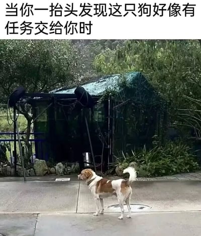 图片上方配有文字'当你一抬头发现这只狗好像有任务交给你时'，下方是一只棕白相间的狗站立在户外潮湿的地面上，背景有茂密树木和一个被绿色防水布覆盖的小棚屋。狗侧身站立，头部转向左侧，耳朵竖起，表情专注而严肃，仿佛正准备传达重要任务，通过拟人化手法营造出幽默场景，让人联想到突然被分配任务时的既无奈又好笑的心情。