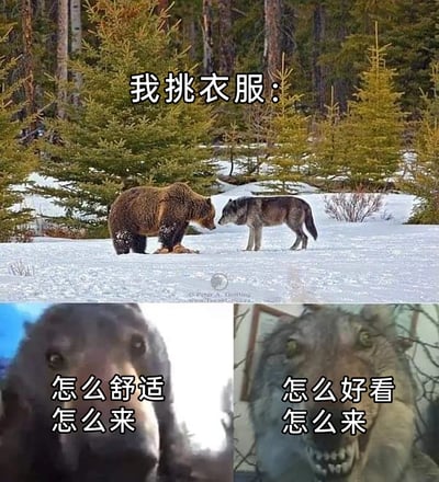 这是一张由三张图片拼接而成的趣味梗图，上方主图为雪地森林场景中，一只棕熊与一只灰狼面对面近距离对峙的野生动物照片，配文“我挑衣服：”；下方左侧是棕熊的近距离特写照片，配文“怎么舒适怎么来”；下方右侧是灰狼的夸张特写照片，配文“怎么好看怎么来”。该梗图用棕熊代表挑衣服时优先考虑舒适的心态，用灰狼代表优先考虑美观的心态，生动形象地展现了人们在选择衣物时常见的两种不同取向，容易引发网友的共鸣。