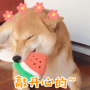 柴犬叼西瓜玩具开心玩耍的可爱动图