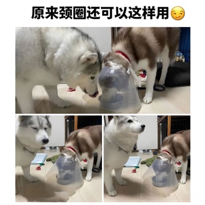 图片由三张照片拼接而成，展示两只哈士奇的趣味互动场景。上方主图中，一只灰白相间的哈士奇正低头嗅闻另一只棕白相间的哈士奇，而棕白哈士奇的头部被套上了一个透明的伊丽莎白圈（宠物颈圈），显得十分滑稽。下方两张小图分别从不同角度拍摄了这一场景，灰白哈士奇时而眯眼观察，时而转头望向别处，棕白哈士奇则一直保持着佩戴颈圈的姿势。图片顶部配有文字“原来颈圈还可以这样用😊”，暗示了对宠物颈圈非常规用法的幽默发现，整体氛围轻松有趣。
