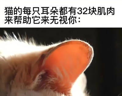 图片上半部分是黑色文字："猫的每只耳朵都有32块肌肉来帮助它来无视你："，下半部分是一张猫耳朵的特写照片。照片中可以清晰看到猫耳朵内侧粉红色的皮肤和白色的耳毛，背景为黑色，突出显示了猫耳朵的细节。这张图通过将猫咪耳朵肌肉的科学事实与幽默的拟人化解读相结合，创造出一种反差萌的搞笑效果，暗示猫咪用这些肌肉来故意无视主人。