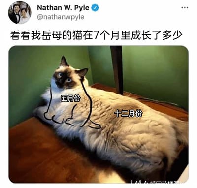 这是一张来自推特（X平台）的社交媒体截图，用户Nathan W. Pyle分享了自家岳母的布偶猫的照片，为了调侃猫咪在7个月内体重暴涨的情况，他在同一只猫的身体上进行创意标注：用黑色线条勾勒出猫咪上半身的小体型，并标注“五月份”，将猫咪肥胖的后半部分标注为“十二月份”，通过这种夸张的同体对比方式，制造出猫咪在短短7个月里从娇小体型膨胀成肥胖体态的搞笑效果，猫咪平静的表情和巨大的体型形成反差，增添了趣味性。