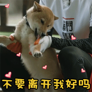 柴犬委屈求抱抱：不要离开我好吗