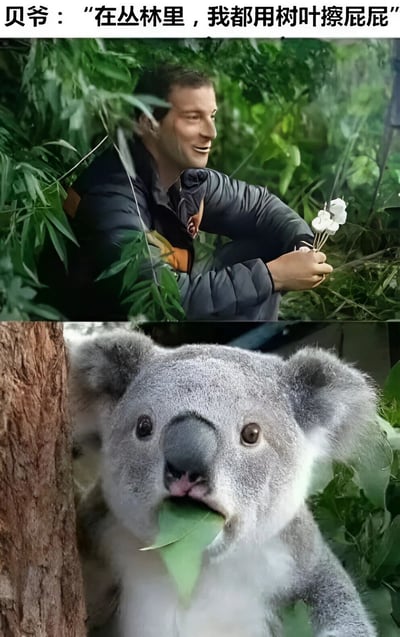 图片分为上下两部分。上半部分是一位男性（被称为“贝爷”）蹲在茂密的丛林中，身穿深色外套，手里拿着几片树叶，面带微笑。上方配有文字“贝爷：‘在丛林里，我都用树叶擦屁屁’”。下半部分是一只考拉紧紧抱着树干，正专注地啃食一片绿色树叶，表情呆萌。两部分内容形成幽默对比，暗示考拉可能在吃贝爷所说的“擦屁屁树叶”，营造出搞笑效果。