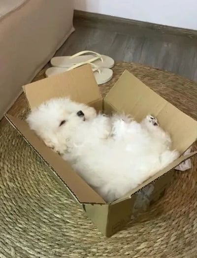 一只毛茸茸的白色小奶狗四脚朝天躺在一个打开的纸箱里，眼睛微闭，露出粉嫩的肚皮和小爪子，显得格外放松惬意。纸箱放置在编织草垫上，背景中能看到一双米白色人字拖，整体场景温馨治愈，充满生活气息。