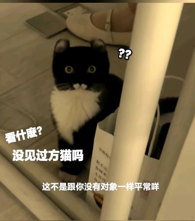 这是一张充满趣味的搞笑表情包，借助拍摄角度与购物袋的遮挡形成视觉错位，让一只黑白猫的身体看起来呈现方形。图中配上了调侃意味浓厚的文字：“看什麼？没见过方猫吗 这不是跟你没有对象一样平常咩”，右上角还有代表疑惑的问号，以“方猫”这种罕见的视觉错觉为引子，转而调侃观看者没有对象，将无厘头的视觉笑点与扎心的单身吐槽结合，风格幽默搞怪，很适合在社交场景中用来打趣朋友或自嘲。