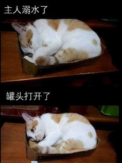 图片为上下对比结构，展示同一只橘白相间的猫咪在不同情境下的反应。上半部分中，猫咪蜷缩在棕色纸箱里熟睡，上方配有文字“主人溺水了”，猫咪毫无反应；下半部分中，同一只猫咪在同一个纸箱里抬头睁眼，显得十分警觉，下方配有文字“罐头打开了”。通过强烈的对比幽默地调侃了猫咪对主人安危的漠视与对食物的高度敏感，展现了宠物猫“吃货”属性的可爱反差。