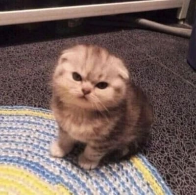 一只苏格兰折耳猫蹲坐在蓝色和黄色相间的圆形地毯上，表情看起来有些严肃。小猫毛发呈浅棕色，耳朵向下折叠，正直视前方。背景中可以看到灰色的地毯和部分家具。