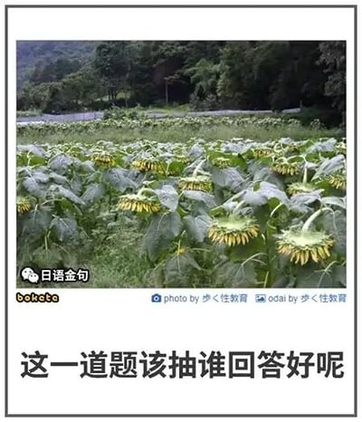 这是一张结合实拍照片与文字的幽默段子图，画面主体是一片户外向日葵田，所有向日葵的花盘都低垂着，形态酷似课堂或职场中害怕被点名回答问题、低头躲避的人。图片底部配有中文文字“这一道题该抽谁回答好呢”，通过拟人的手法，将向日葵的低垂姿态和人类逃避被提问的心态关联起来，营造出诙谐的氛围，能让有过类似经历的人产生共鸣。