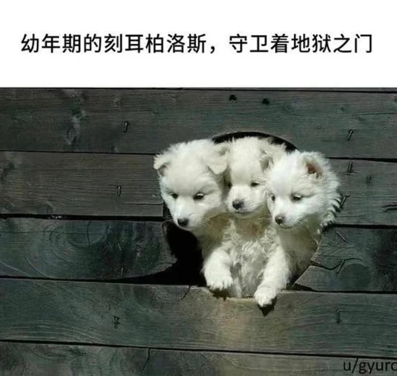 刻耳柏洛斯