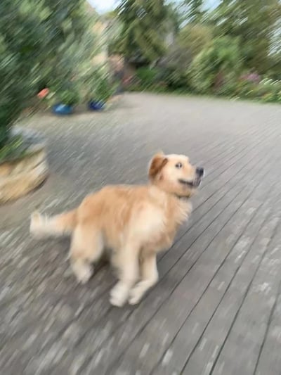 一只金毛犬站在木质地板上，背景是绿树成荫的户外环境。狗狗毛色呈金黄色，耳朵下垂，尾巴自然下垂，正抬头望向一侧，表情看起来很开心。图片整体有轻微的动态模糊效果，给人一种生动活泼的感觉。
