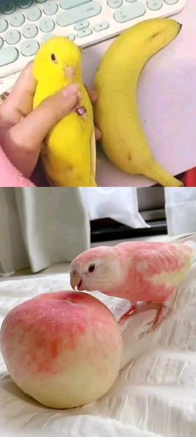 这是一张上下拼接的趣味对比图，上图中一只黄色鹦鹉被人手握住，它的颜色、身形和旁边的香蕉高度相似，视觉上仿佛是“香蕉化身的小鸟”；下图里一只粉色的鹦鹉站在水蜜桃旁，二者的粉色系外观相近，看起来就像“水蜜桃变成的小鸟”，利用动物与水果的外形巧合制造出搞笑又治愈的视觉趣味。