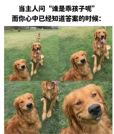 图片上方配有文字“当主人问‘谁是乖孩子呢’而你心中已经知道答案的时候：”，下方是四张金毛犬的照片拼贴。金毛们有的坐着吐舌头，有的抬头歪头，眼神期待又得意，仿佛在自信地回应主人的问题，表情可爱又充满戏精感。